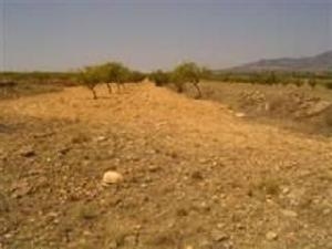 Pinoso property: Land for sale in Pinoso 49311