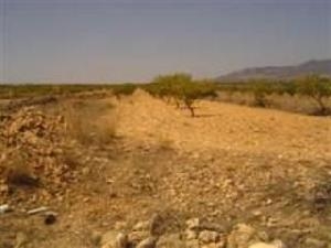 Pinoso property: Land for sale in Pinoso, Spain 49311