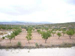 Pinoso property: Alicante property | 4 bedroom Land 49319