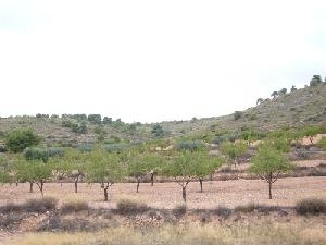 Pinoso property: Alicante Land 49319