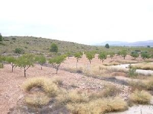 Pinoso property: Pinoso Land 49319
