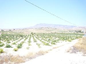 Jumilla property: Villa with 3 bedroom in Jumilla, Spain 49321