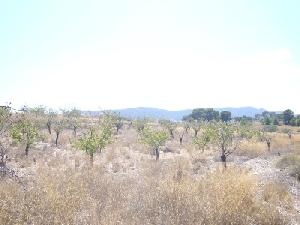 Jumilla property: Villa for sale in Jumilla, Murcia 49321