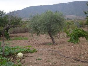 Pinoso property: Alicante property | 4 bedroom House 49384