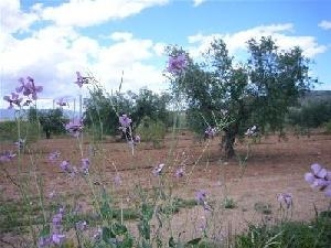Pinoso property: Land for sale in Pinoso, Spain 49420