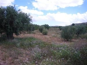 Pinoso property: Land for sale in Pinoso, Alicante 49420