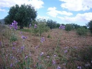 Pinoso property: Alicante property | bedroom Land 49420