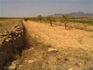 Pinoso property: Land for sale in Pinoso 49521
