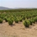 Pinoso property: Land for sale in Pinoso 49522