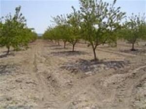 Pinoso property: Land for sale in Pinoso, Spain 49524