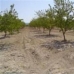 Pinoso property: Pinoso, Spain Land 49524