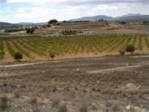 Pinoso property: Land for sale in Pinoso, Spain 49527