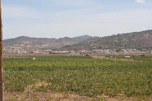Pinoso property: Pinoso House 49549