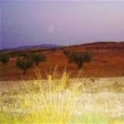 Pinoso property: Land for sale in Pinoso 49606