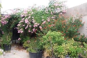 Barbarroja property: House in Alicante for sale 49607