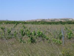 Pinoso property: Land for sale in Pinoso, Alicante 49616