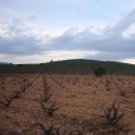 Pinoso property: Land for sale in Pinoso 49648