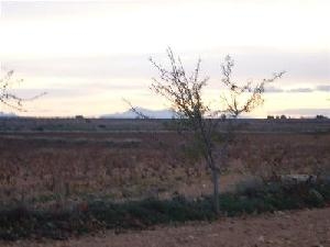 Pinoso property: Land with bedroom in Pinoso 49648