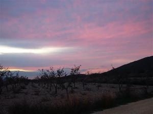 Jumilla property: Land for sale in Jumilla 49649