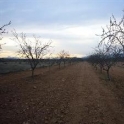 Pinoso property: Land for sale in Pinoso 49650