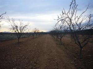 Pinoso property: Land for sale in Pinoso 49650