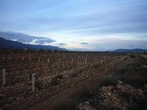 Pinoso property: Land for sale in Pinoso 49651