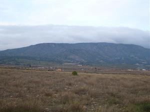 Pinoso property: Land for sale in Pinoso 49653