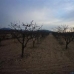 Pinoso property: Pinoso Land, Spain 49654