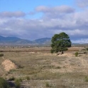 Pinoso property: Land for sale in Pinoso 49666