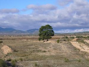 Pinoso property: Land for sale in Pinoso 49666