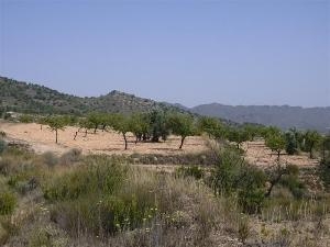 Yecla property: Land for sale in Yecla 49667