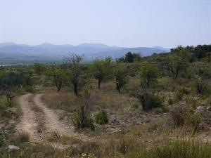Yecla property: Land for sale in Yecla, Murcia 49667