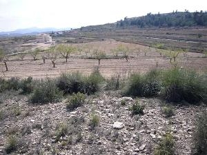 Pinoso property: Land for sale in Pinoso, Spain 49687