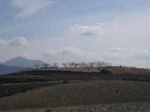 Pinoso property: Land for sale in Pinoso 49692