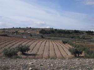 Pinoso property: Land for sale in Pinoso, Alicante 49692