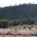 Pinoso property: Pinoso, Spain Land 49696