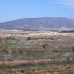 Pinoso property: bedroom Land in Alicante 49696