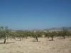 Jumilla property: Land for sale in Jumilla, Spain 49701