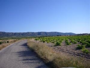 Pinoso property: Land for sale in Pinoso 49705