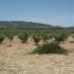 Pinoso property: Pinoso, Spain Land 49705