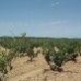 Pinoso property: bedroom Land in Pinoso, Spain 49705