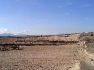 Pinoso property: Land for sale in Pinoso, Alicante 49770