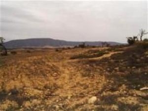 Pinoso property: Land for sale in Pinoso 49772