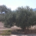 Villa in Murcia 49813