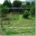 Iznajar property: Iznajar Farmhouse, Spain 52424