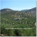 Alcaudete property: Alcaudete, Spain Farmhouse 52458