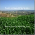 Antequera property: Farmhouse in Malaga 52519