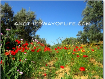 Loja property: Farmhouse for sale in Loja, Granada 52546