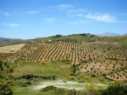 Land&nbsp;for&nbsp;sale&nbsp;in&nbsp;town,&nbsp;Spain&nbsp;53868