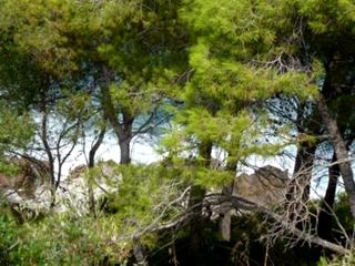 Canyamel property: Land in Mallorca for sale 63547
